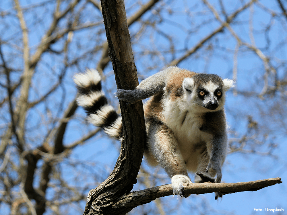 Lemur uppe i ett träd mot blå himmel – symbol för studien om inflammaging hos lemurer.