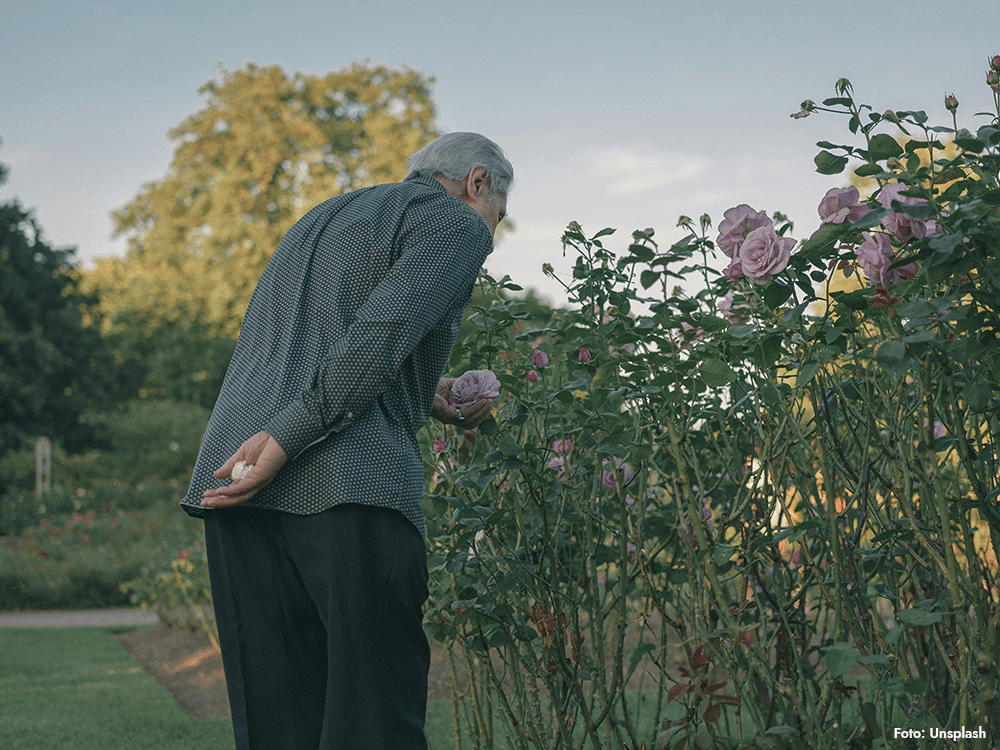 Äldre man luktar på rosor i en trädgård – försämrat luktsinne kan vara ett av tidiga tecken på Alzheimers sjukdom.