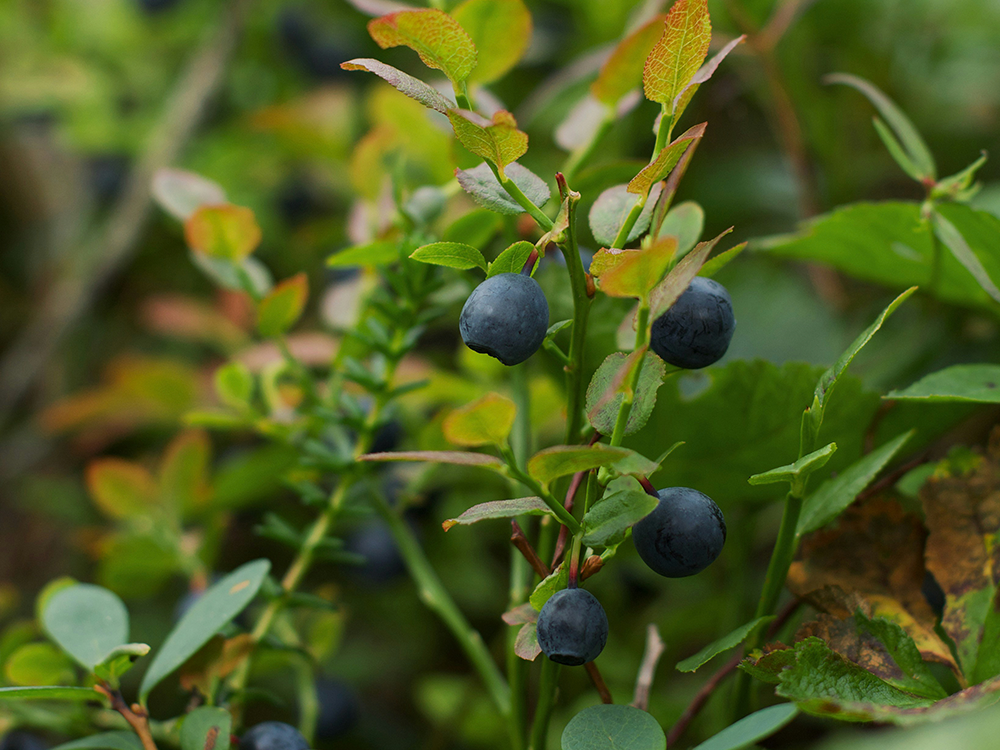 Blåbär som växer på ris i skogen – är blåbär nyttigt och vad säger forskningen om blodkärl och tarmflora?