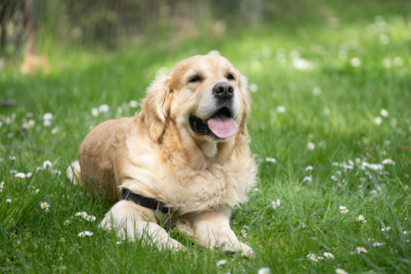 Golden retriever som vilar lugnt i gräset, en bild som illustrerar hundars beteende i en trygg miljö.