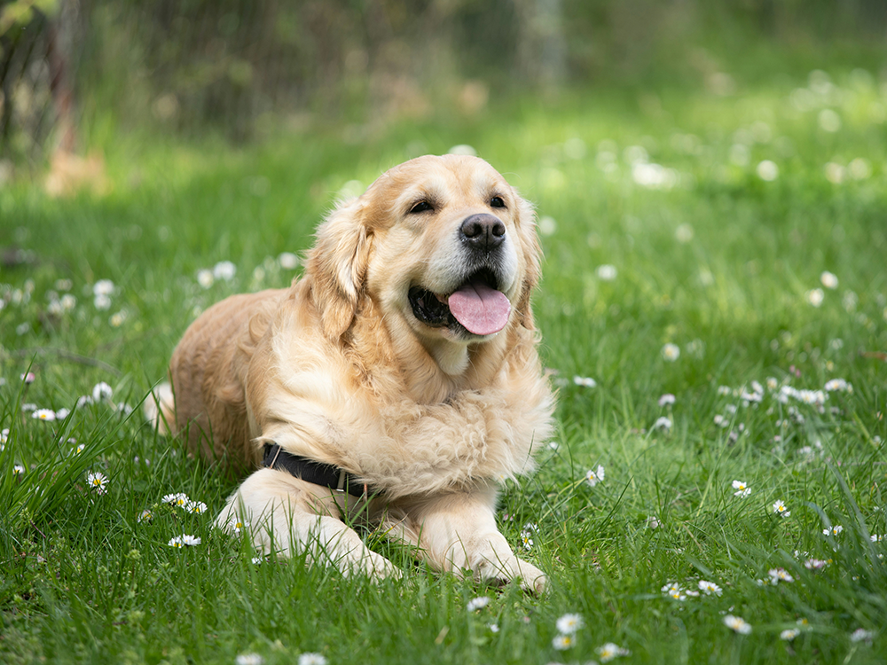 Golden retriever som vilar lugnt i gräset, en bild som illustrerar hundars beteende i en trygg miljö.