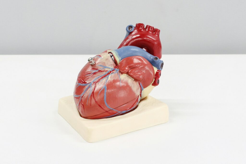 Mäta blodtryck hemma och hjärthälsa illustrerat med anatomisk modell av ett mänskligt hjärta på vit bakgrund.