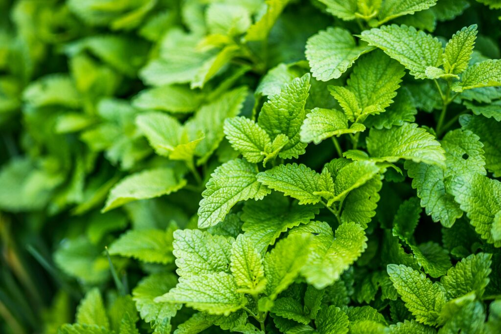 Vanliga växtämnen kan samverka mot kronisk inflammation 2 Närbild på gröna myntablad, som illustration till artikel om växtämnen och kronisk inflammation.