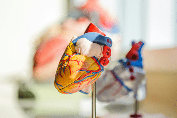 Anatomisk hjärtmodell som illustrerar hjärtrytm och hur en ekg-mätare kan användas hemma.