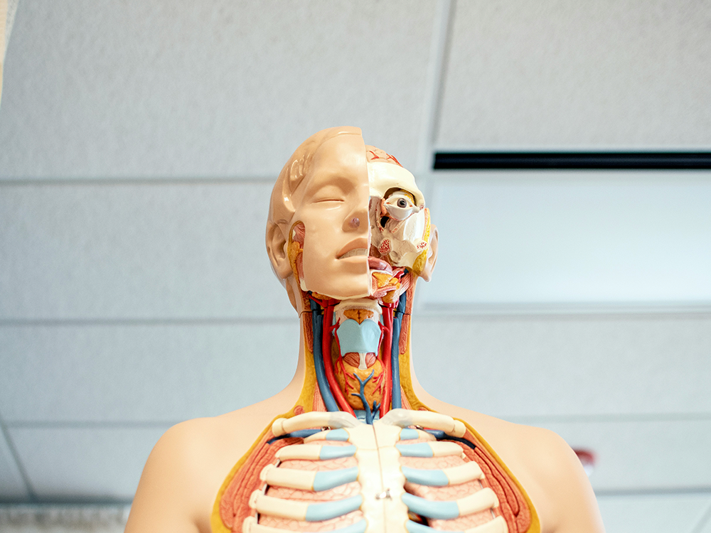 Anatomisk modell av människokroppen med synliga strukturer i huvud, hals och bröstkorg, kopplat till människokroppens evolution.