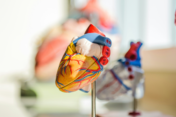 Anatomisk hjärtmodell för en artikel om vagusnerven och hjärtat
