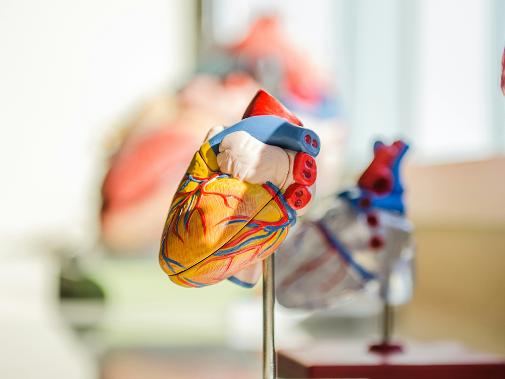 Anatomisk hjärtmodell för en artikel om vagusnerven och hjärtat