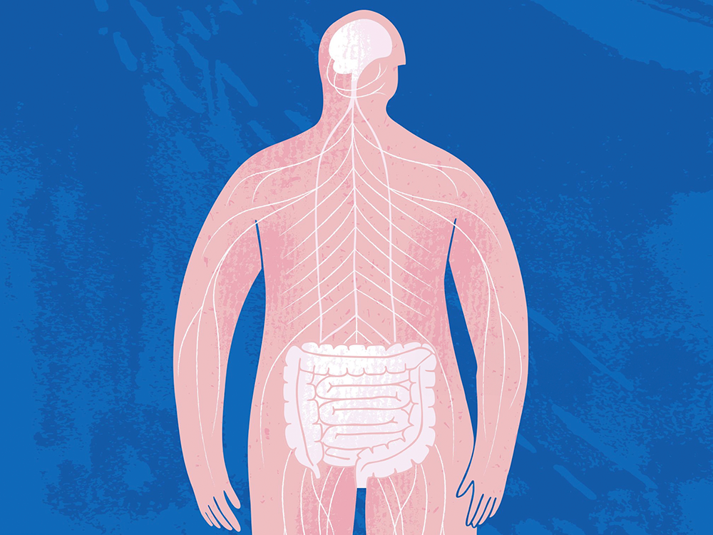 Illustration av människokroppen med hjärna, nervsystem och mag-tarmkanal som visar vagusnervens koppling mellan hjärnan och kroppens organ.