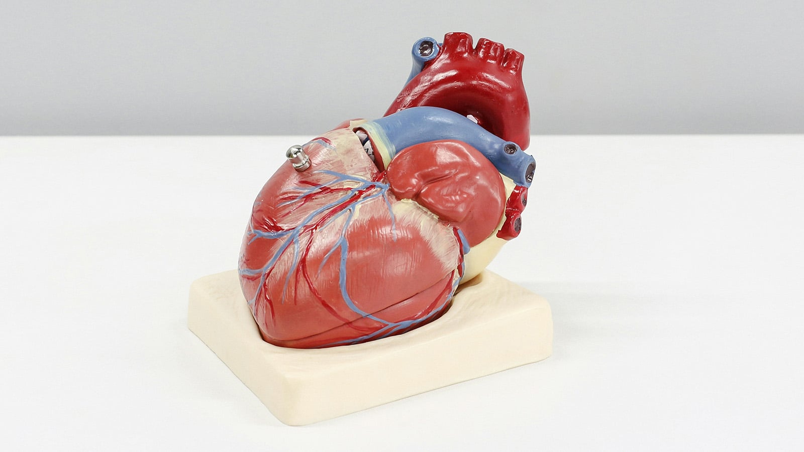 Anatomisk modell av ett hjärta som illustrerar forskning om statiner och hjärt–kärlsjukdom.