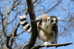 Lemur uppe i ett träd mot blå himmel – symbol för studien om inflammaging hos lemurer.