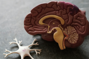 Hjärna och nervcell sida vid sida – forskning om synapser, minne och inlärning.