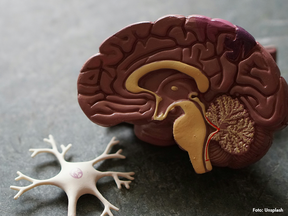 Hjärna och nervcell sida vid sida – forskning om synapser, minne och inlärning.