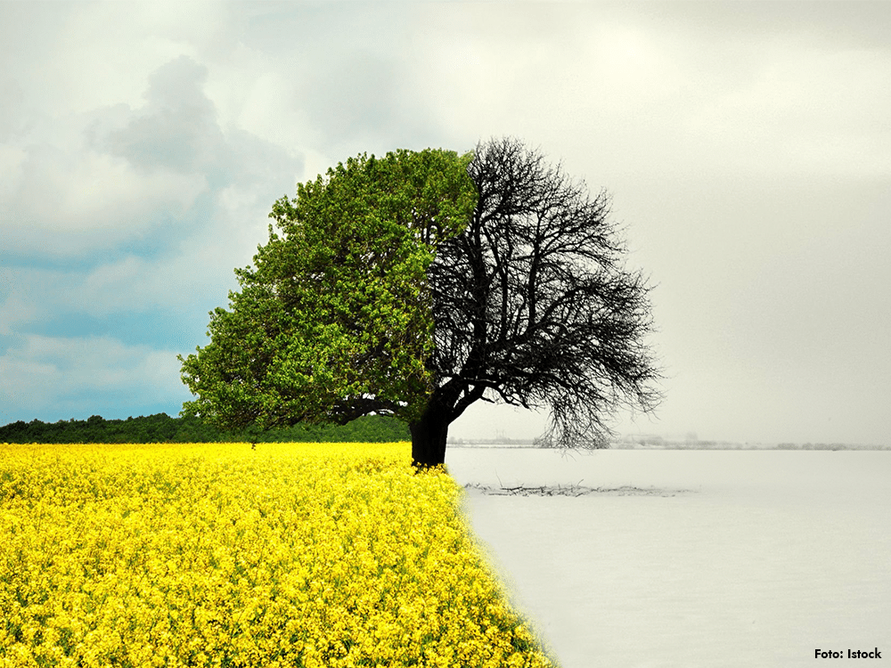 Ett träd som visar kontrasten mellan sommartid och vintertid – ena sidan grönskande sommar med blommande fält, andra sidan vinter med kala grenar och snö.