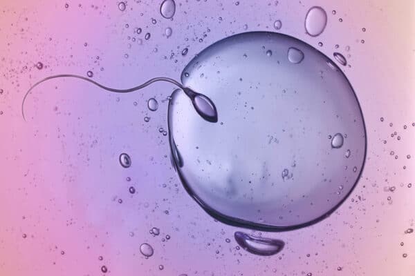 Spermie som närmar sig en äggcell – fortplantning och livslängd, reproduktion och åldrande.