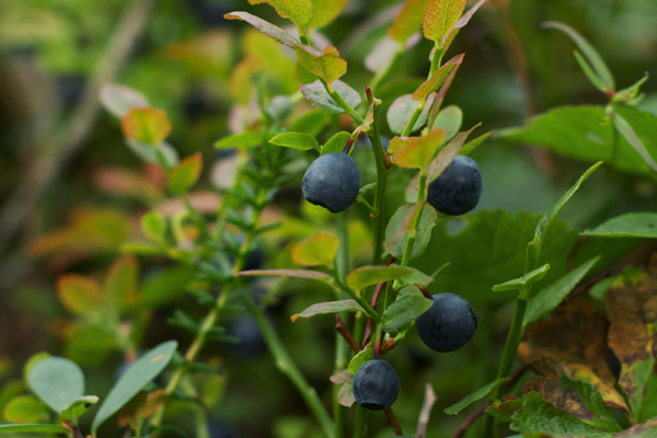 Blåbär som växer på ris i skogen – är blåbär nyttigt och vad säger forskningen om blodkärl och tarmflora?